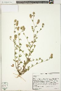 Trifolium arvense image