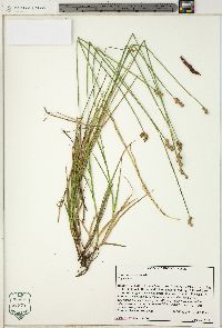 Carex longii image