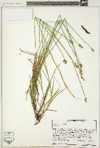 Carex longii image