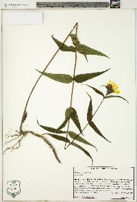 Helianthus divaricatus image