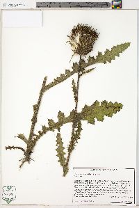 Cirsium pumilum image