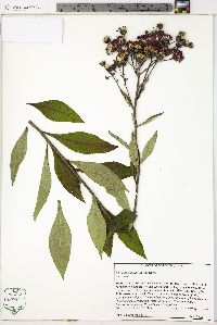 Vernonia glauca image