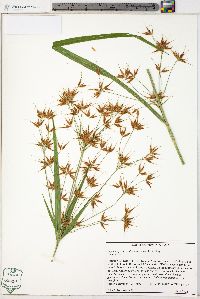 Rhynchospora corniculata image