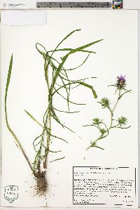 Liatris squarrosa var. squarrosa image