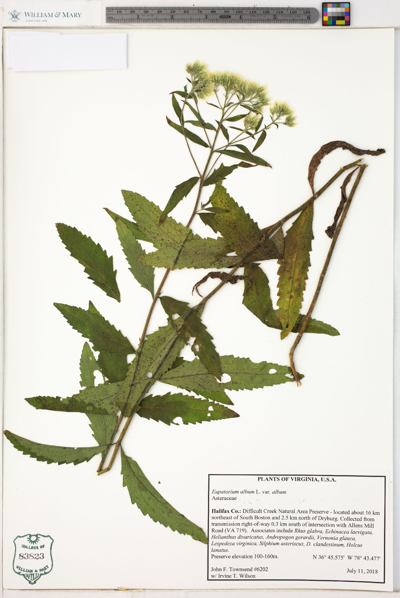 Eupatorium album image