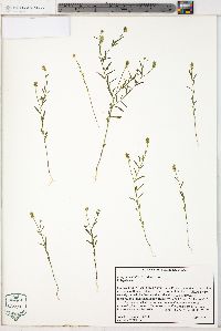 Polygala nuttallii image