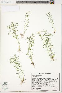 Polypremum procumbens image