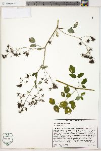 Thalictrum pubescens image