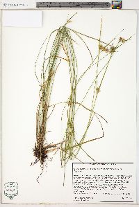 Scleria pauciflora image