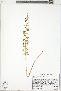 Tipularia discolor image