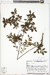 Vaccinium tenellum image