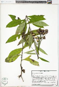 Vernonia glauca image