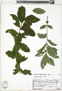 Vaccinium formosum image