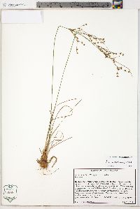 Juncus anthelatus image