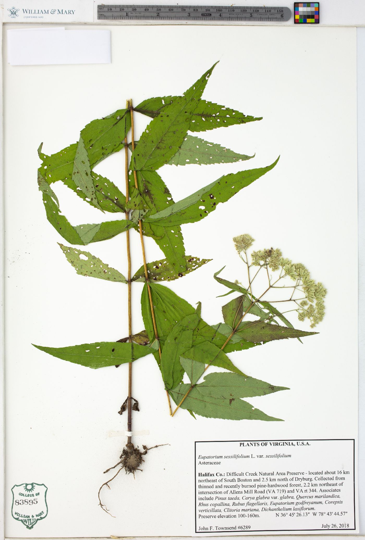 Eupatorium sessilifolium var. sessilifolium image