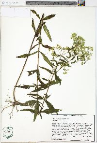 Eupatorium altissimum image