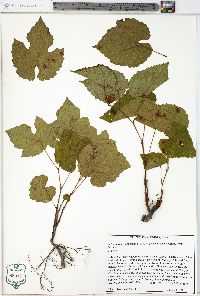 Vitis cinerea image