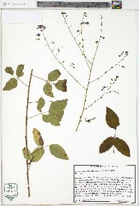 Desmodium laevigatum image