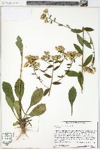 Sericocarpus asteroides image