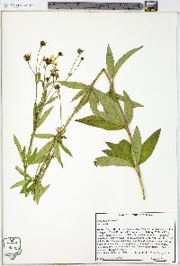 Coreopsis tripteris image