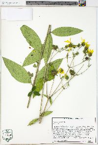 Silphium asteriscus image