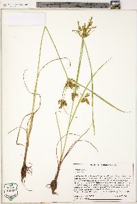 Cyperus iria image