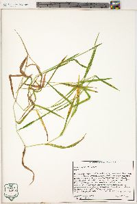 Leersia virginica image