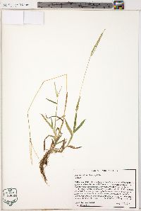 Digitaria ciliaris image