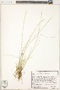 Sporobolus vaginiflorus image