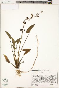 Sagittaria australis image