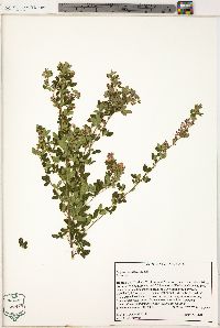 Lespedeza stuevei image