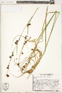 Rhynchospora glomerata var. glomerata image