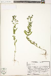 Trichostema dichotomum image