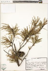 Pinus echinata image