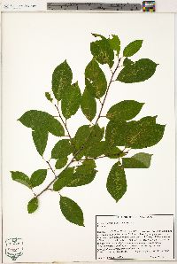 Prunus serotina var. serotina image