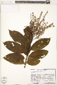 Oxydendrum arboreum image