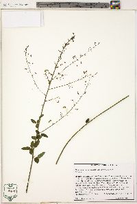 Desmodium marilandicum image