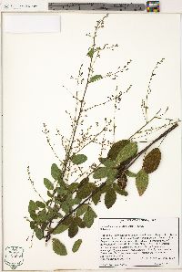 Desmodium nuttallii image