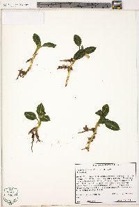 Goodyera pubescens image