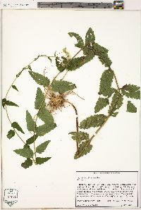 Eupatorium pilosum image