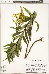 Solidago altissima subsp. altissima image