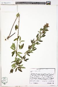 Lespedeza virginica image