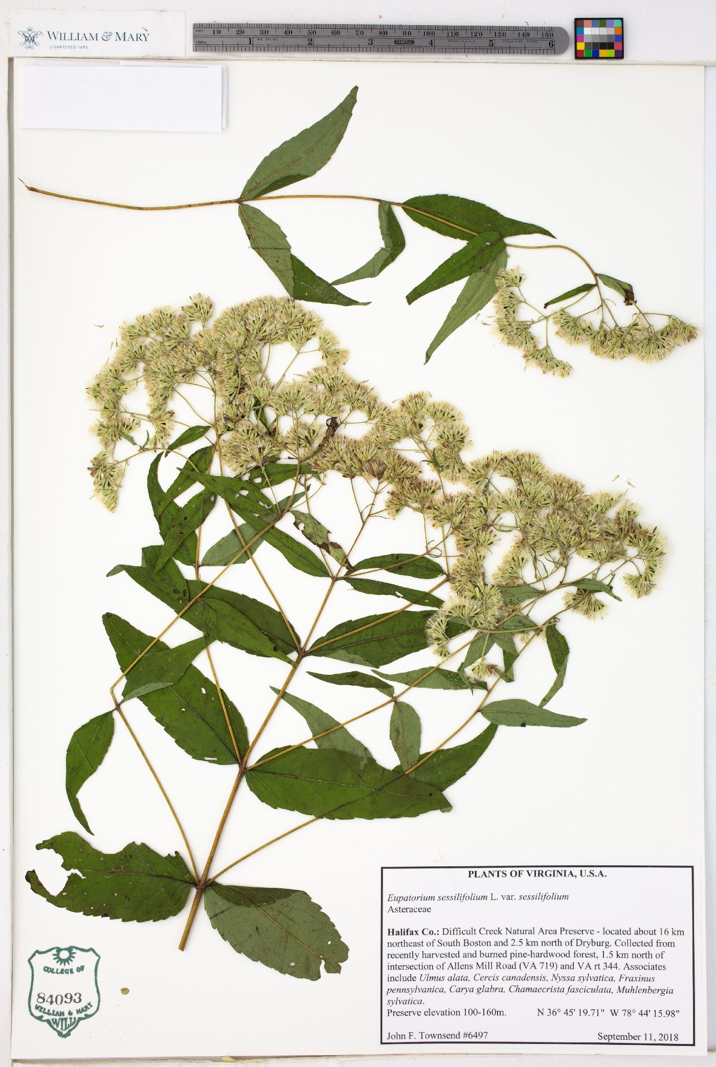 Eupatorium sessilifolium var. sessilifolium image