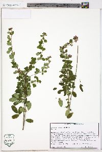 Lespedeza violacea image