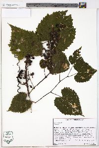 Vitis vulpina image