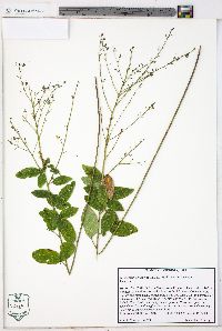 Desmodium obtusum image