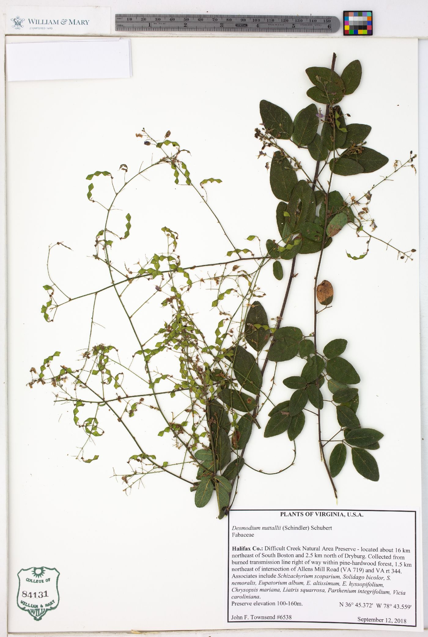 Desmodium nuttallii image