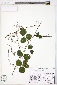 Desmodium rotundifolium image