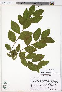 Vaccinium fuscatum image
