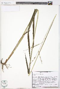 Paspalum floridanum image